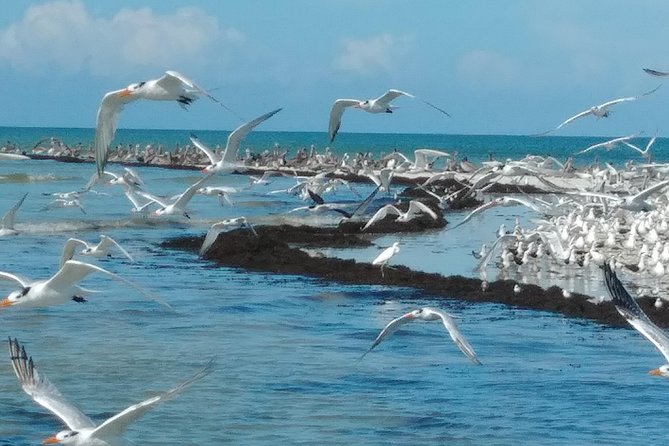 Two-Hour Everglades Dolphin, Manatee and Birding Boat Tour - Price and Value: Is $109.95 a Fair Deal?