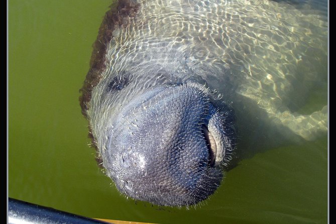 Two-Hour Everglades Dolphin, Manatee and Birding Boat Tour - Island Time: Shelling, Mangroves, and Low-Tide Magic