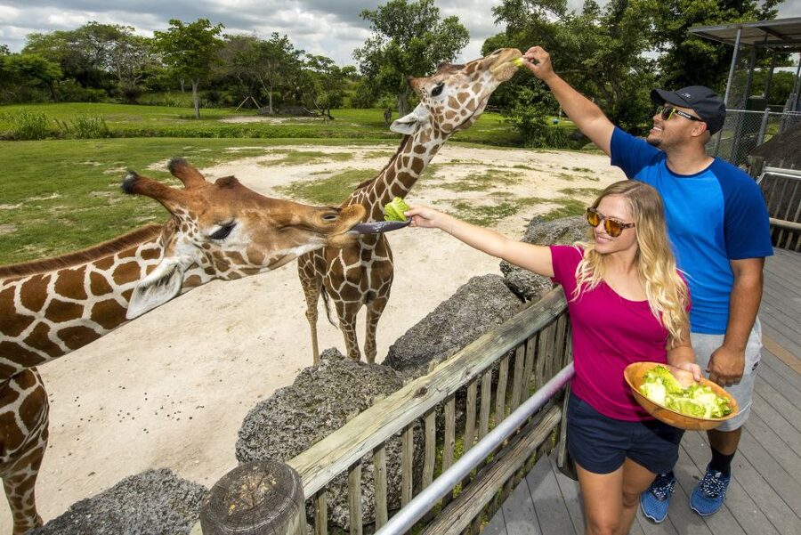 Zoo Miami: General Admission Ticket - Playworld Playground: a smart reset for kids