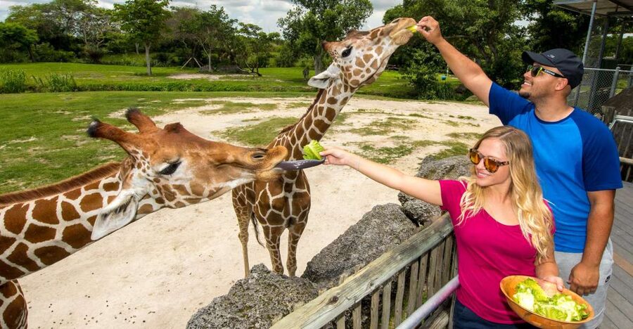 Zoo Miami: General Admission Ticket - Planning your route across 340 acres without losing the day