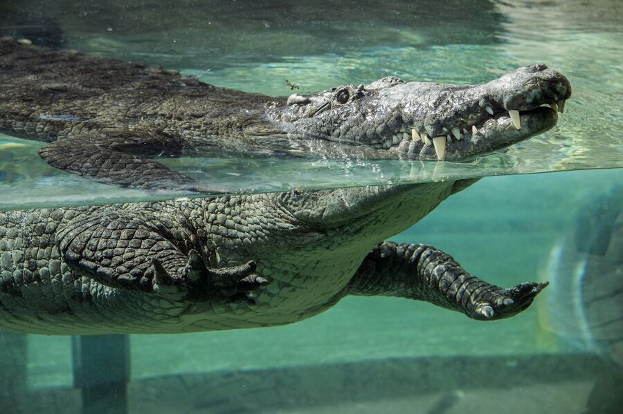 Zoo Miami: General Admission Ticket - Florida: Mission Everglades, where local wildlife steals the show