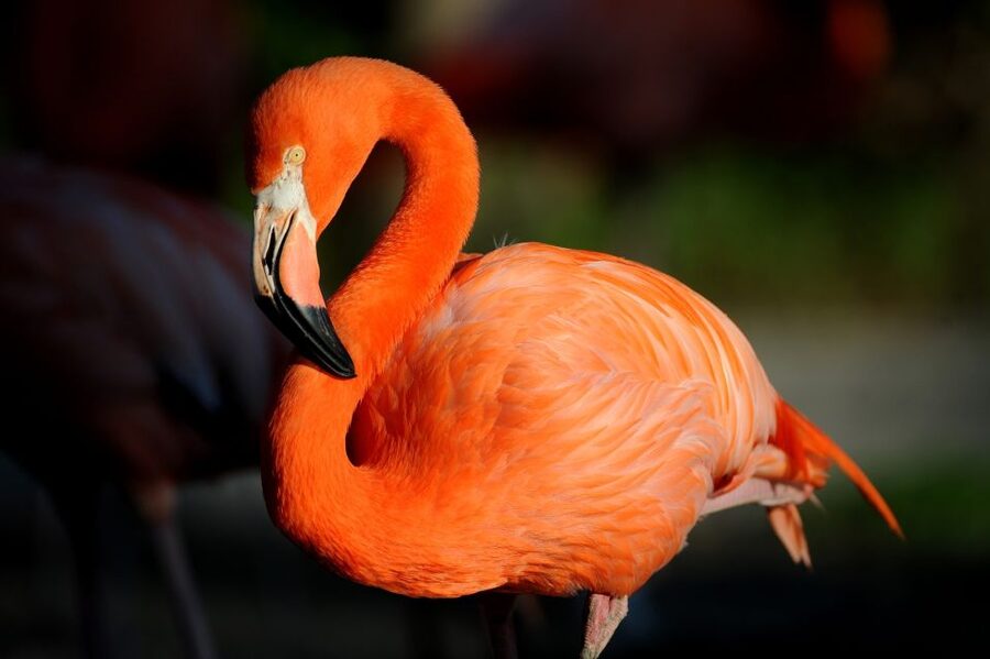 Zoo Miami: General Admission Ticket - The Amazon and Beyond exhibit: rainforest energy plus aquarium wow