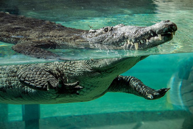 Zoo Miami Ticket with Optional Upgrade - Cageless enclosures: the animals you’ll want to catch at the right moment